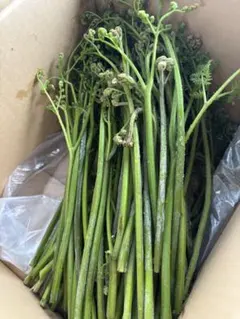 maron様専用わらび