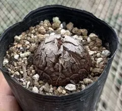 塊根植物】アフリカ亀甲竜 C株 - メルカリ