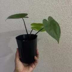 2025年最新】アロカシア ブラックステムの人気アイテム - メルカリ