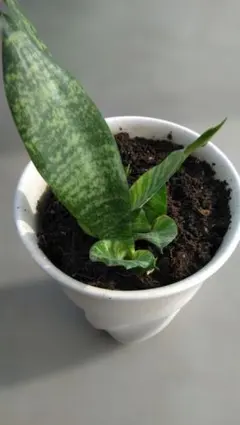 《らくメルカリ便》サンセベリア・極美希少 苗★Pepito Adelia★抜き苗 2025年最新】サンスベリアの人気アイテム - メルカリ