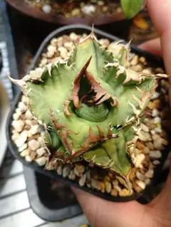 2026年最新】アガベクラウンの人気アイテム - メルカリ