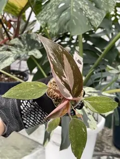 nihil様 リクエスト 3点 まとめ商品