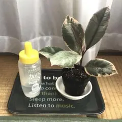 マミコ様 リクエスト 2点 まとめ商品