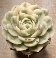 な*て様 A1614新入荷　オンスロー錦　エケベリア　多肉植物　撮影5月11日