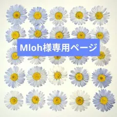 Mloh様専用ページ／イングリッシュデージー ブルー／押し花素材