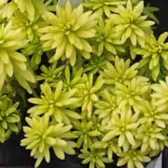 多肉植物 セダム 斑入りミモザ 20カット - メルカリ