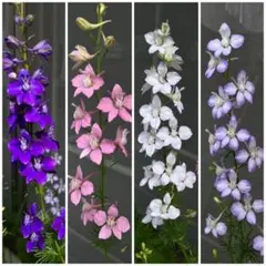 千鳥草の種 ラークスパーの種 色ミックス ガーデニングのサムネイル