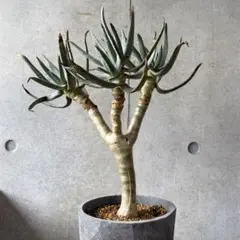 アロエ ラモシシマ 塊根植物 コーデックス - メルカリ