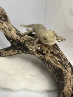 Item thumbnail for item 72640ab3-4a00-42e1-b10b-95dc03372392