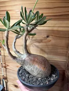 パキポディウム グラキリス　現地球　塊根植物　鶴仙園　d.i.p 植木鉢　象牙宮 パキポディウム グラキリス 現地球 塊根植物 鶴仙園 d.i.p 植木鉢 象牙