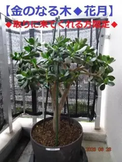 ◆◆◆M523★花月 金のなる木 (全高約95cm) ◆取りに来てくれる方限定◆ M523☆花月 金のなる木 鉢ごと(全高約95cm) ◇取りに来てくれる方限定