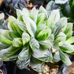 GW期間限定販売～5/10まで】ハオルチア 白蛇伝 中株 極上糊斑 - メルカリ