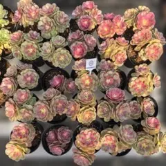 Top【選抜株】多肉植物 25889カロフル ランターンズ 25個 鉢無し/脱土