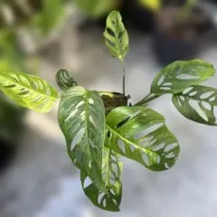 レア モンステラ オブリクア テナ 細葉 本物 スリット鉢ごと 観葉植物 発根のサムネイル