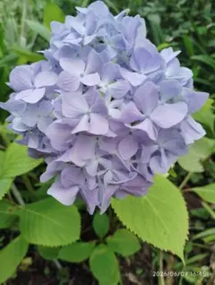 紫陽花　挿し穂　ネコポス発送 紫陽花 挿し穂 1本 ネコポスで発送 No.P 同梱可能商品 - メルカリ