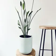 ストレリチア ノンリーフ ユンケア 陶器鉢仕立て【Premium Plants】 ストレリチア ノンリーフ ユンケア 陶器鉢仕立て【Premium Plants