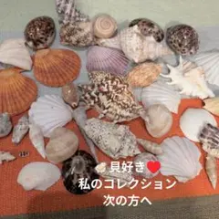 天然貝殻セット 標本 コレクション - メルカリ