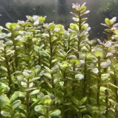 郵送 ○トニナ・スターレンジ水中葉3本 水草 ADA 水槽 - メルカリ