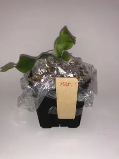 P.veitchii pedro tatsuta spore ビカクシダ - メルカリ