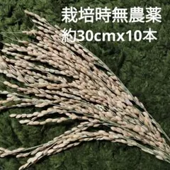 稲穂　ドライ　10本