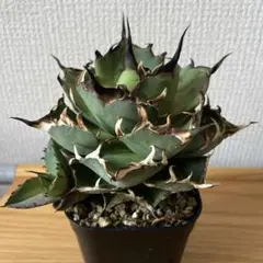 アガベ チタノタ【ハデス】のサムネイル