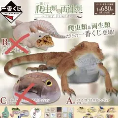 2025年最新】フトアゴヒゲトカゲ 一番くじの人気アイテム - メルカリ