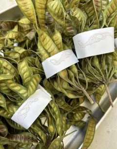 2025年最新】ギンネムの人気アイテム - メルカリ