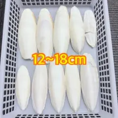 78 カトルボーンのサムネイル