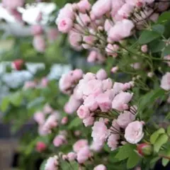 つる薔薇 ユキコ 挿し穂 5本 とげなしバラ - メルカリ