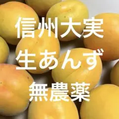 信州大実 生あんず 無農薬　大きめ　箱込み1.1キロのサムネイル