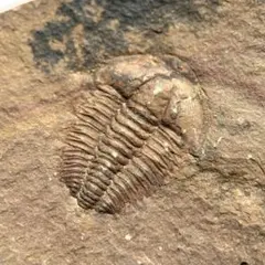 超ビックサイズ！ 三葉虫 Scabriscutellum furciferum - メルカリ