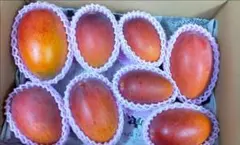 小ぶりなマンゴー詰め合わせ【正味約4.8kg】 - メルカリ