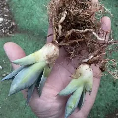 アガベ　パラサナ　ファイヤーボール　2株セットのサムネイル