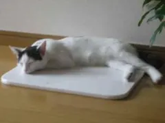 천연대리석 썸머 쿨 펫매트 (코르크 포함) 600 x 300 R 고양이/강아지 배송비 포함