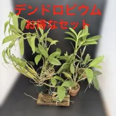 デンドロビウム 原種 5株セット - メルカリ