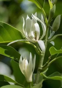 超珍しい花 上品な香 ギンコウボク苗　蕾つき 2025年最新】ギンコウボク 苗の人気アイテム - メルカリ
