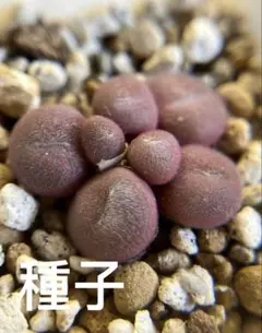 コノフィツム　デプレッサム種子30粒