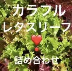 12/8(月)発送❣️新鮮レタスリーフ 詰め合わせ
