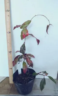 きいこ様 リクエスト 2点 まとめ商品