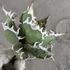 2026年最新】オアハカ 現地 アガベの人気アイテム - メルカリ