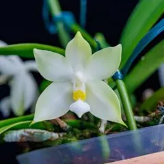 2025年最新】ファレノプシス 原種の人気アイテム - メルカリ