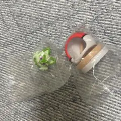 ポケモン わくわくアスレチック ニャオハ
