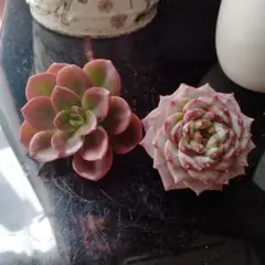 トマト様 リクエスト 2点 まとめ商品