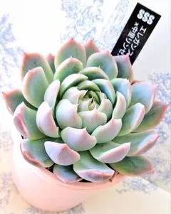 札付き 中里リンゼアナ　※期間限定出品 2025年最新】リンゼアナ 中里の人気アイテム - メルカリ