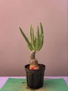 チレコドン　ニグリカウリス　No.002　鉢、送料込　メルカリ便 チレコドン ニグリカウリス No.002 鉢、送料込 メルカリ便