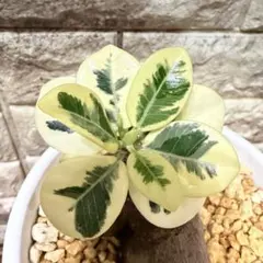 2025年最新】ガジュマル斑入りの人気アイテム - メルカリ