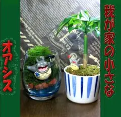シノブゴケ 10トレー 苔 苔玉 苔リウム 苔テラリウム こけ コケ - メルカリ