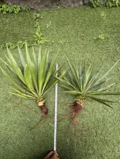 ユッカ グロリオサ キミガヨラン 切り枝 観葉植物 約90cm - メルカリ