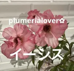 2025年最新】ラナンキュラスラックス イーシスの人気アイテム - メルカリ