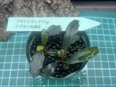 ブセファランドラsp.クダガン群生溶岩石付き - メルカリ